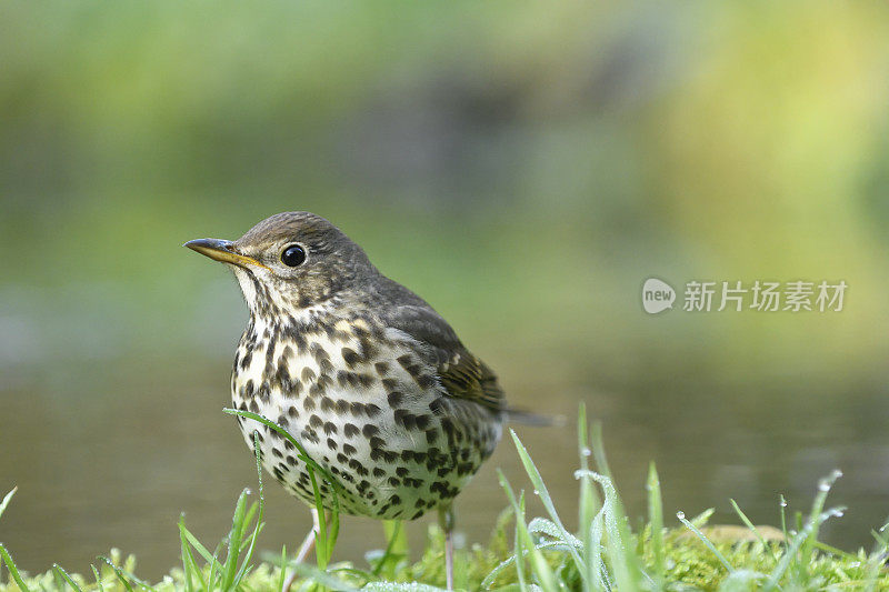 歌鸫(Turdus philomelos)